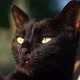 Black Cat is Looking to Direct Sunlight Without Blinking Its Eyes - VideoHive Item for Sale