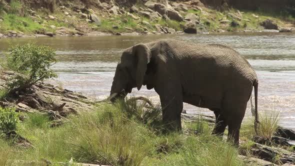 Elephant on the River Bank
