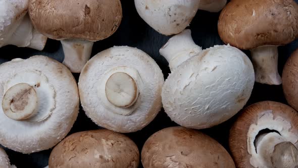 Freshly Picked White Brown Mushrooms on a Dark Background Rotate. alt