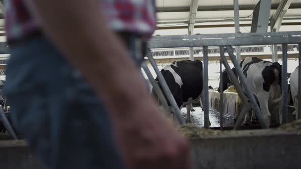 Farmer Walking Modern Cowshed Between Cows Rows Close Up alt