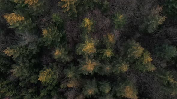 AERIAL - A coniferous forest in west Germany from above. Top down drone view revealing numerous bare alt