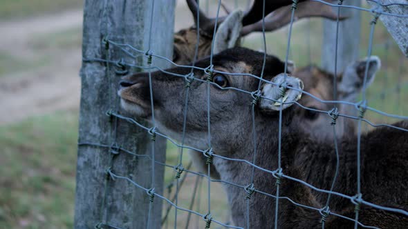 Feeding female Fallow deer (Dama dama) with grass trough the fence in cold overcast autumn day, deer alt