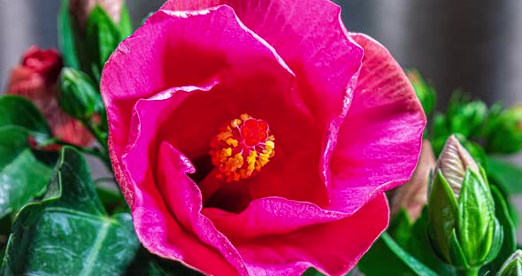 Time lapse of a blooming violet hibiscus flower