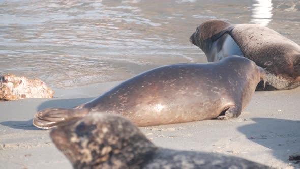 Wild Spotted Fur Seal Rookery Pacific Harbor Sea Lion Resting California Beach alt