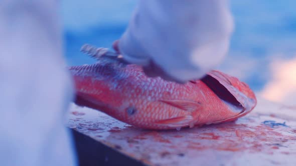 Descaling fresh red snapper fish with metal tool on boat, Slow Motion Close Up alt
