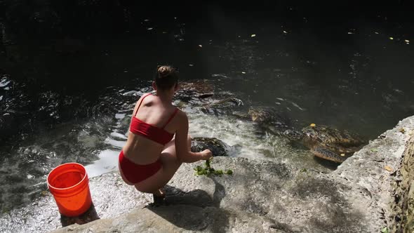 Woman Feeding Algae to Giant Sea Tortoises at Baraka Natural Aquarium Zanzibar alt