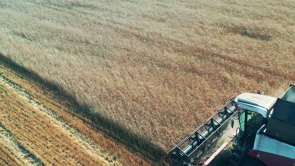 Reaping Machine Is Riding Along the Field and Harvesting Cereal Crops alt