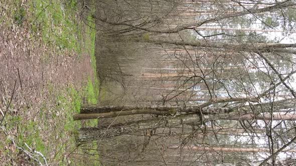 Vertical Video of a Road in the Forest Slow Motion alt