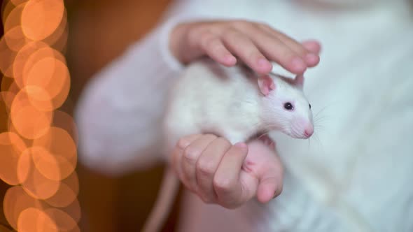Cute girl holds and strokes a white rat.