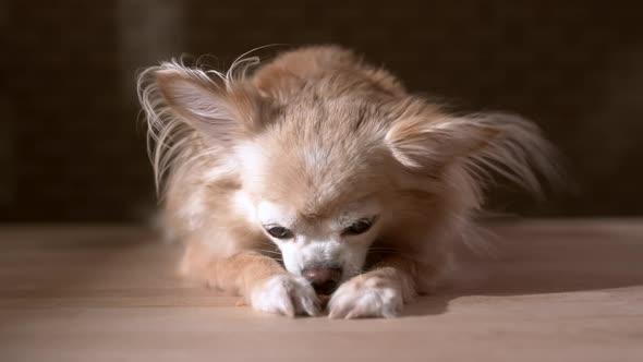 light brown color fur chihuahua dog laying down chewing beef snack with joyful alt