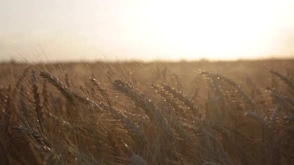 Golden Wheat At Sunset Close