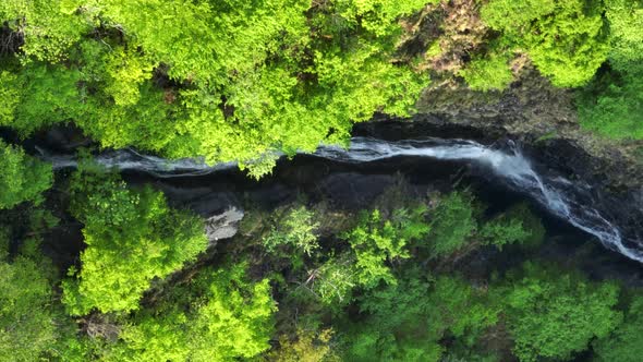Narrow stream running through lush green forest in Southern Alps; drone top down alt