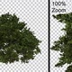 Windy Bush - Alpha Channel - Full Hd - VideoHive Item for Sale