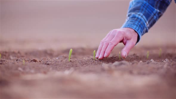 Agriculture - Farmer Examining Young Corn Growing at Agricultural Field alt