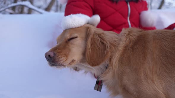 Children's Hand Caresses a Dog in Winter. Girl Plays with a Dog in a Winter Park on Christmas Eve alt