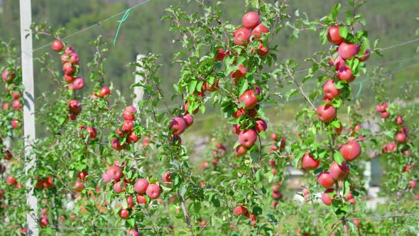 Apple Tree Branches Hang on Wires with Leaves Waving in Wind alt