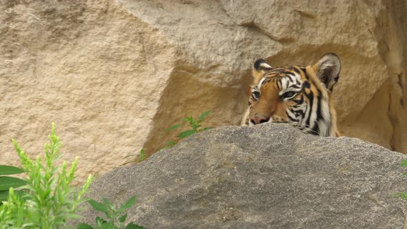 A tiger is hiding behind the rock