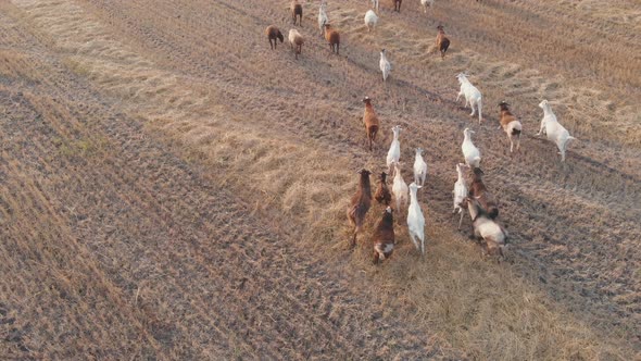 A Large Herd of Livestock Grazing in a Meadow at Sunset
