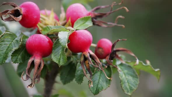 Rosehip Fruit and Leaves in Autumn Forest