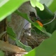 Mother Bird Feeding Chicks - VideoHive Item for Sale