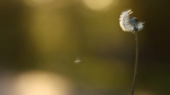 one dandelion blows in the wind. Slow Motion Of Bloomed Dandelion flower With Flying Seeds on nature