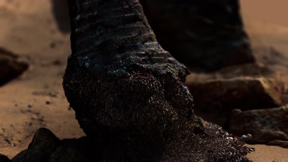 Closeup of a Palm Tree Trunk at Caribbean Sand Beach alt