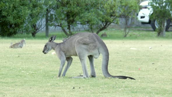 Australian kangaroo's grazing in a township park land. Single large male eating grass. alt