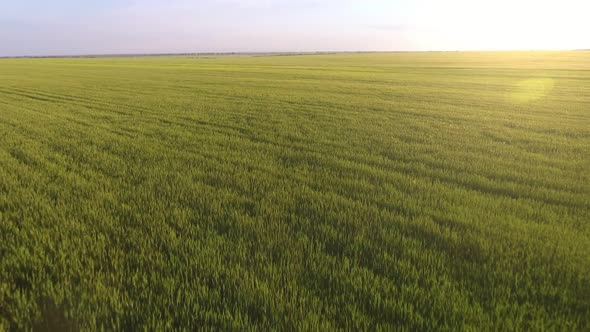 Aerial of the Rusty Green Wheat Field with Fluttering Plants at Gorgeous  Sunset 