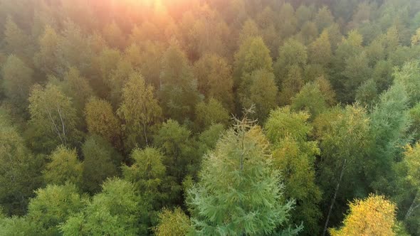 Aerial view of sunrise over autumn forest