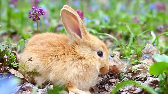 Small Easter Red Fluffy Rabbit with Cute Ears alt