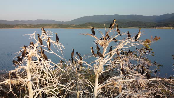 Colony of Cormorants on a Dead Pine Trees alt