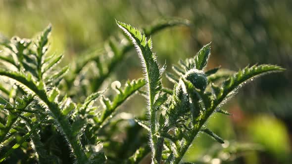 fresh green leaves with water drops. Green flowers in summer morning raindrops. Sun rays break