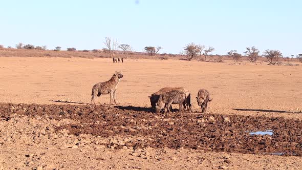 A pack of African Spotted Hyenas scavenge for food in muddy floodplain alt