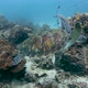Green Sea Turtle Swimming - VideoHive Item for Sale