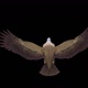 Asian Vulture - Himalayan Griffon - Flying Bird - Back View - Transparent Loop - VideoHive Item for Sale