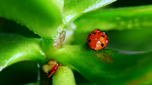 Small Ladybug Crawl on Blade of Grass Against Blurred Nature Background alt
