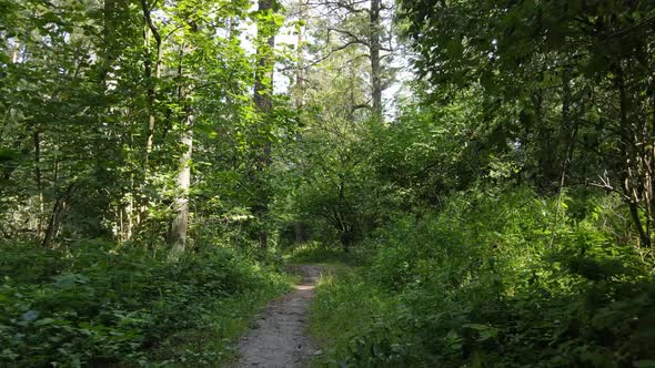 Natural Landscape in the Forest During the Day alt