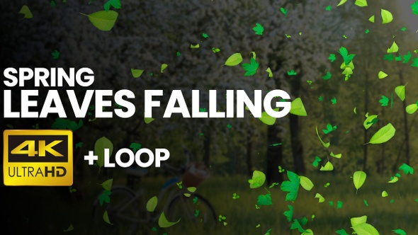 Falling Leaves Spring 4K+Loop [Transparent]
