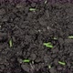 Timelapse  Microgreens Pea Bean Sprouts Growing Close Up Top View - VideoHive Item for Sale