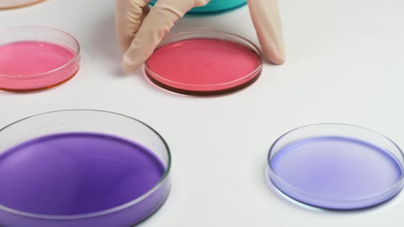 Fly Over the Colorful Petri Dishes and Chemist in Rubber Gloves Puts the Blood Samples for Analysis alt