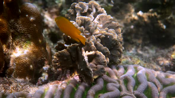 Underwater Video of Lemon Damsel Swimming Among Coral Reefs in Andaman Sea alt