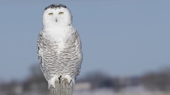 Snowy Owl perched on fencepost turns head and flies toward camera alt