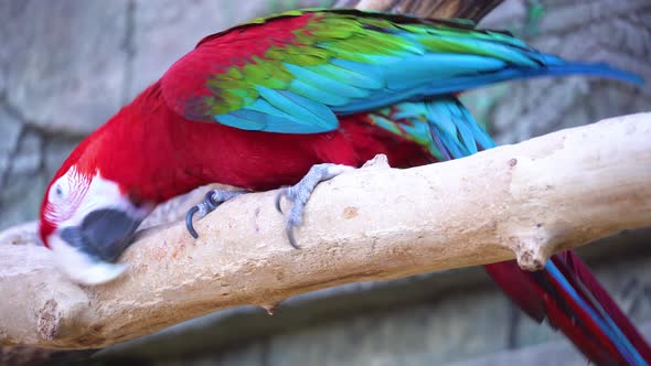 The Red Macaw Parrot Scratches Its Beak on a Branch and Then with Its Clawed Paw alt