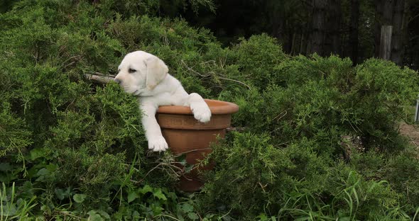 Yellow Labrador Retriever, Puppy Playing in a Flowerpot, Normandy, Slow Motion 4K alt