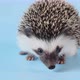 Hedgehog emotions. African pygmy hedgehog on a blue background - VideoHive Item for Sale