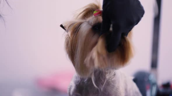 Dog Grooming At Pet Salon. Groomer Brushing With Comb Closeup alt