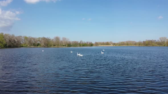 Swans On The Lake With Clear Blue Sky