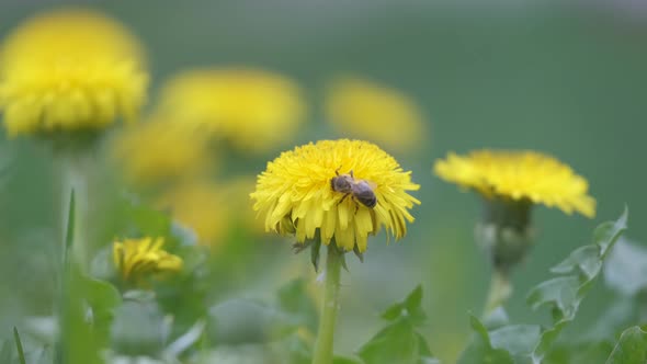 Honey Bee Gathering Nectar on Yellow Dandelion Flowers Blooming on Summer Meadow in Green Sunny alt