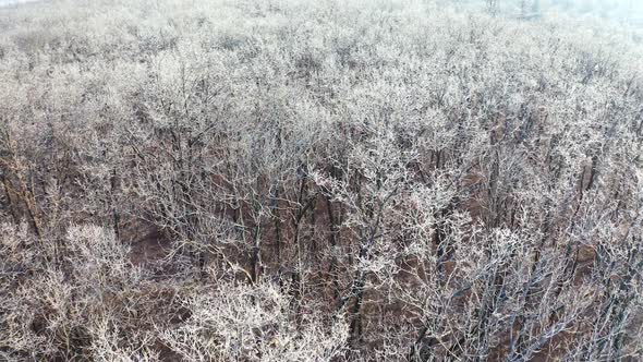 Frozen tops of trees. Forest in winter. Scenic view of white trees without leaves. alt