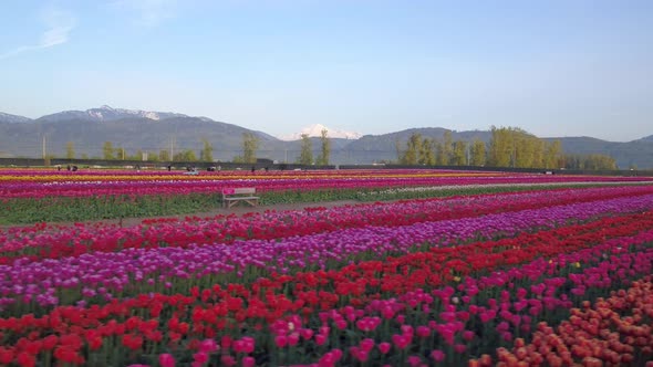 Aerial drone view of tulip flowers fields growing in rows of crops. alt